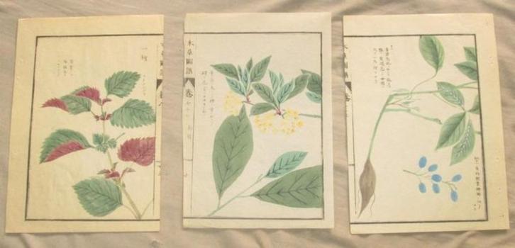 3 Botanische aquarellen Iwasaki Tsunemasa Honzo Zufu, Antiek en Kunst, Kunst | Niet-Westerse kunst, Ophalen of Verzenden