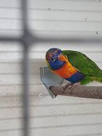 Koppel lori Blauwe bergen met bontfactor, Dieren en Toebehoren, Meerdere dieren, Parkiet, Geringd