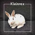 Prachtig jong kleinrex rammetje, Dieren en Toebehoren, Konijnen, Mannelijk, Dwerg