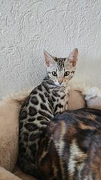 Bengaalse katten met stamboom, Met stamboom