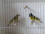 Zwartkopsijzen, Dieren en Toebehoren, Vogels | Overige Vogels, Meerdere dieren, Wildzangvogel