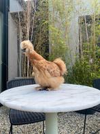 Prachtige zijdehoen USA hennen en hanen, Dieren en Toebehoren, Meerdere dieren, Kip