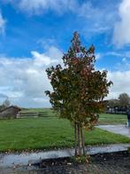 Amberboom gratis op te halen, Tuin en Terras, Planten | Bomen, Ophalen, Volle zon, Overige soorten, 400 cm of meer