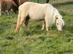 prachtige NSPS pomino mini merrie, Dieren en Toebehoren, Pony's, Merrie, Niet van toepassing, 0 tot 2 jaar, Gechipt