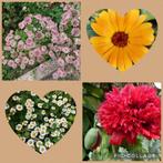 Biologische bloemzaden - bloemenzaden uit eigen tuin, Ophalen of Verzenden, Voorjaar, Volle zon, Zaad