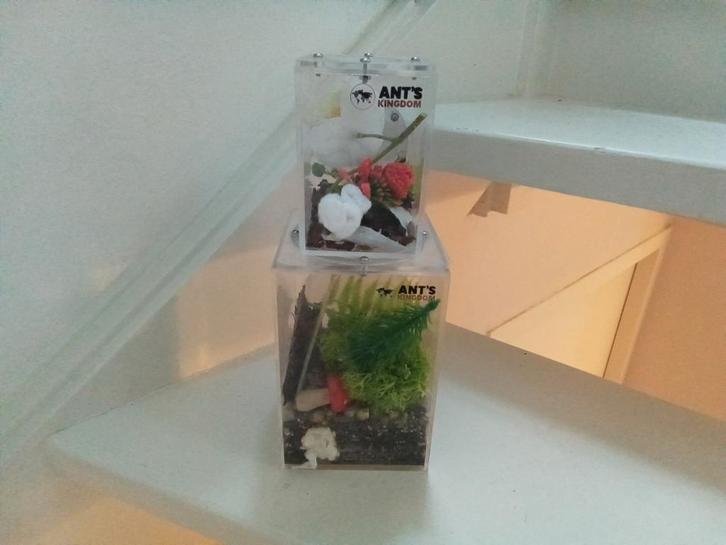 2 terrariums klein voor bidsprinkhanen/springspinnen., Dieren en Toebehoren, Reptielen en Amfibieën | Toebehoren, Gebruikt, Terrarium of Paludarium