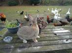 vlaamse reus, Dieren en Toebehoren, Konijnen, Mannelijk, Groot, 0 tot 2 jaar