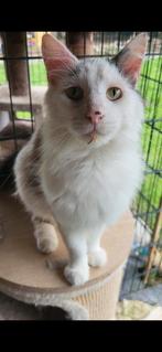 Heerlijke knuffel Maine Coon kater ter herplaatsing, Dieren en Toebehoren, Katten en Kittens | Raskatten | Langhaar, Kater, Gechipt