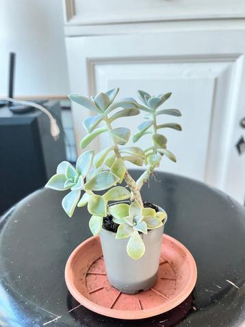 graptopetalum beschikbaar voor biedingen
