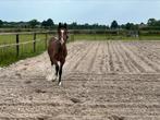 Te koop paint/quarter horse jaarling hengst, Dieren en Toebehoren, Paarden, Minder dan 160 cm, Gechipt, Niet van toepassing, 0 tot 2 jaar