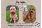 Verwacht gelegenheids nestje medium labradoodle pups, Dieren en Toebehoren, Honden | Niet-rashonden, 8 tot 15 weken, Geslacht onbekend