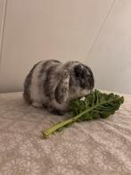 Vrouwtje en mannetje konijn, Dieren en Toebehoren, Konijnen, Meerdere dieren, Dwerg, Hangoor, 0 tot 2 jaar