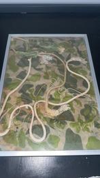 WW2 82nd airborne parachute in fotolijst, Verzamelen, Ophalen of Verzenden, Luchtmacht, Amerika