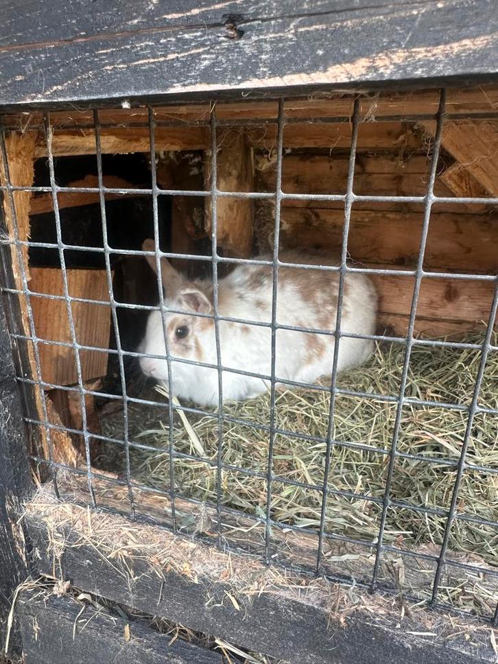 Gratis af te halen: 2 lieve konijntjes, Dieren en Toebehoren, Konijnen, Vrouwelijk