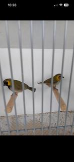 Koppel cubavinken, Dieren en Toebehoren, Vogels | Overige Vogels, Meerdere dieren, Tropenvogel, Geringd