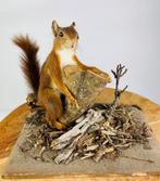 Eekhoorn, Ophalen of Verzenden