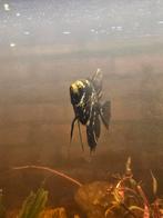 3 grote maanvissen, Dieren en Toebehoren, Vis, Zoetwatervis