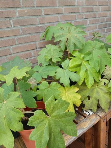 Chinese rijstpapierplant  beschikbaar voor biedingen