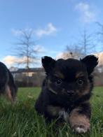 Chihuahua pup te koop (zeer kleine chihuahua), Dieren en Toebehoren, Honden | Chihuahua's en Gezelschapshonden, Parvo, Reu, 8 tot 15 weken