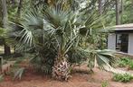 5 x Sabal riverside palmboom zaden, Tuin en Terras, Bloembollen en Zaden, Gehele jaar, Ophalen, Zaad