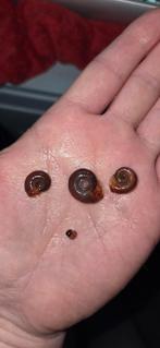 Posthoornslakken, Dieren en Toebehoren, Vis