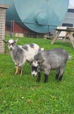 Mooie blauwschimmel geiten, Dieren en Toebehoren, Vrouwelijk, Geit, 0 tot 2 jaar