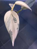 Philodendron Hastatum Silver Sword variegata., Ophalen of Verzenden, Overige soorten, Minder dan 100 cm