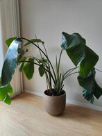 Strelitzia kamerplant, Ophalen, Overige soorten