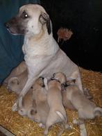 Kudde Bescherm Honden, Anatolische Herder Pups, Parvo, Overige rassen, 8 tot 15 weken, Meerdere