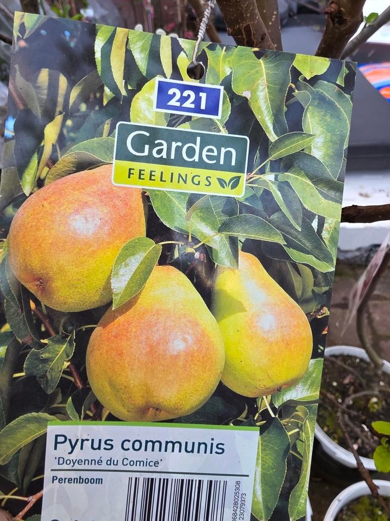 perenboom, Ophalen