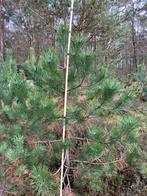 Zwarte Dennen, Oostenrijkse Dennen, Pinus Nigra Nigra t.k., Tuin en Terras, Planten | Bomen, Bloeit niet, Overige soorten, 100 tot 250 cm