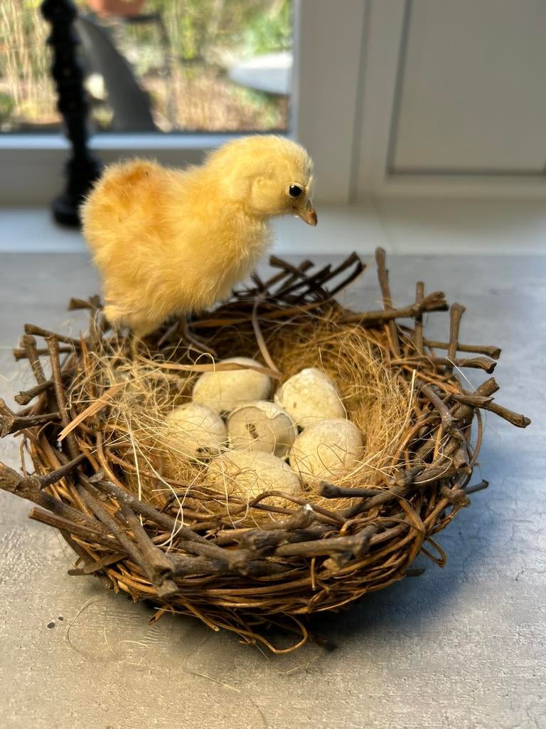 Echt opgezet kippen kuikentje op nest met eieren, Ophalen of Verzenden, Nieuw, Vogel, Opgezet dier