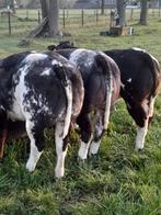 3,super dikbil pinken, Vrouwelijk, 0 tot 2 jaar