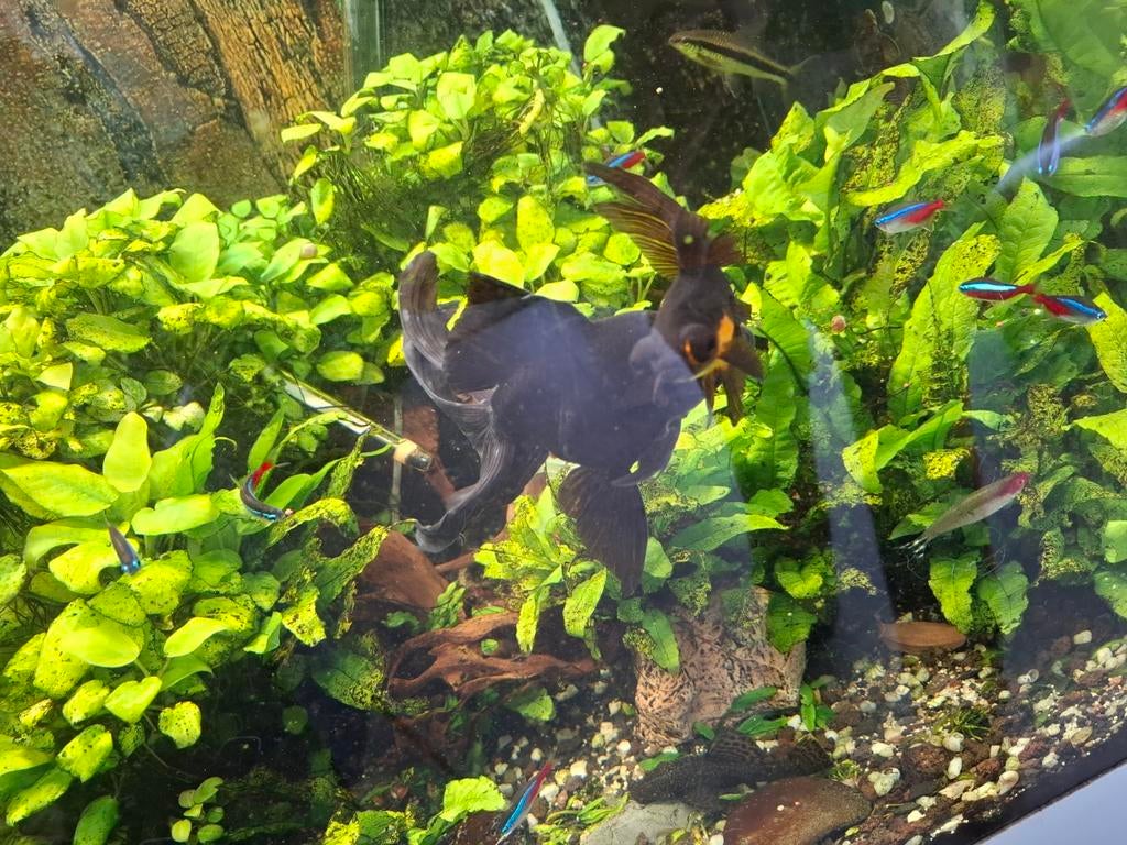 3 mooie sluierstaarten, Dieren en Toebehoren, Vissen | Aquariumvissen, Vis