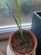 Dadel plant, Ophalen, Overige soorten, Volle zon