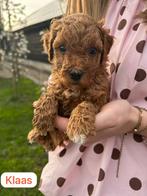 Schattige bruine Labra Doodle x Australian Labra Doodle, 8 tot 15 weken, Parvo, Meerdere, Meerdere dieren
