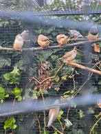 Zebravinken verschillende leeftijden., Dieren en Toebehoren, Meerdere dieren