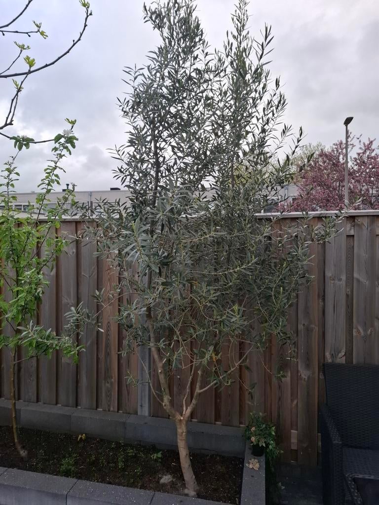 Olijfboom, Tuin en Terras, Planten | Bomen, Bloeit niet, 100 tot 250 cm, Olijfboom, Ophalen