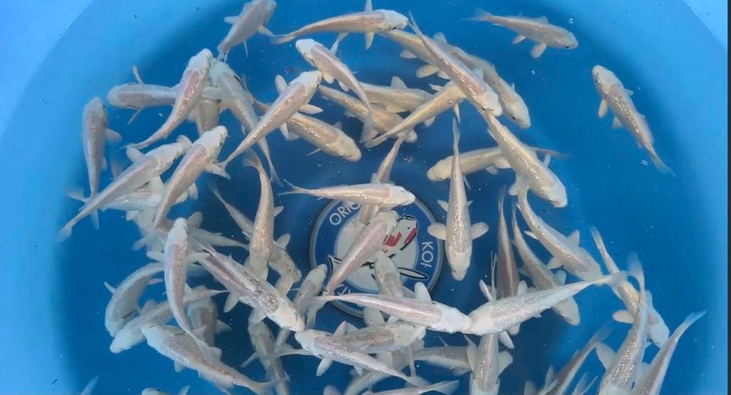 Japanse Koi Platinum Tosai Ogon 11/14 CM, Dieren en Toebehoren, Karper of Koi