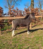 mooie luxe NMPRS jaarling hengstje & 3 jarige NMPRS hengst, Dieren en Toebehoren, Hengst, Niet van toepassing, A pony (tot 1.17m)