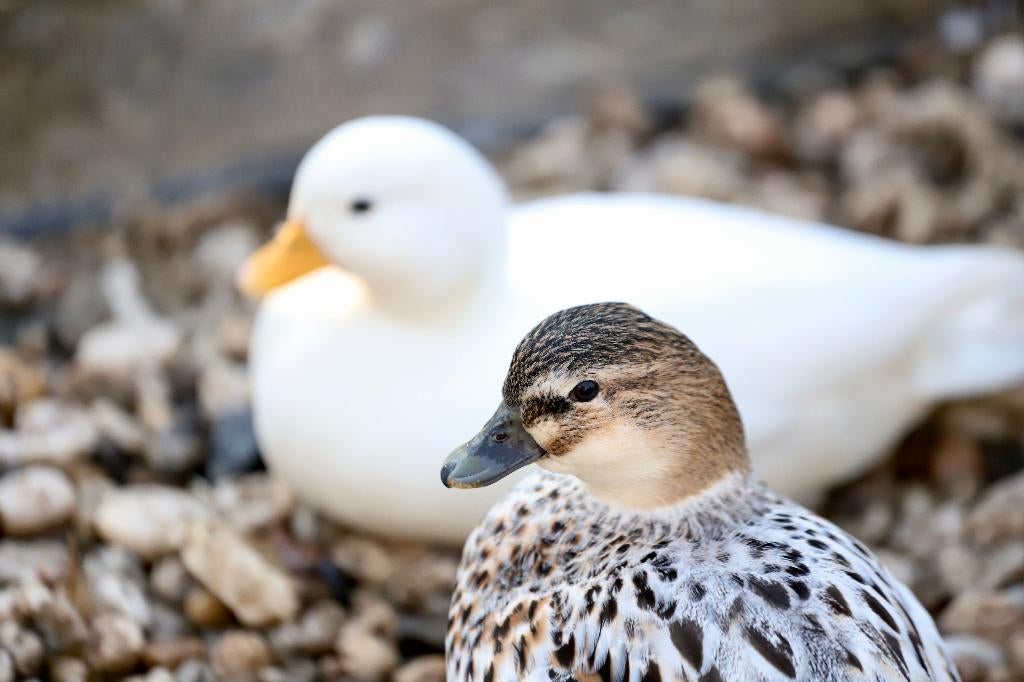Kwaker eenden | Jonge Hollandse Kwakers | Siereenden, Meerdere dieren, Eend