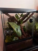 Jonge wimpergekko inclusief terrarium, Hagedis, 0 tot 2 jaar