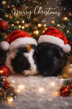2 mannetjes cavia's een wat oudere en een jomge van 6maand, Cavia, Mannelijk, Tam, September