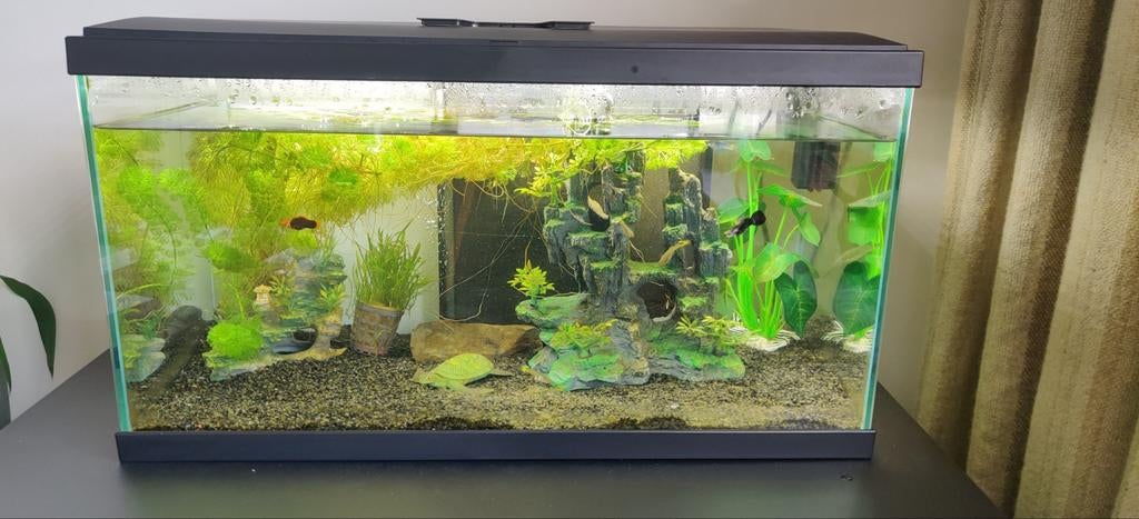 Aquarium met vissen, Dieren en Toebehoren, Vissen | Aquariumvissen, Vis