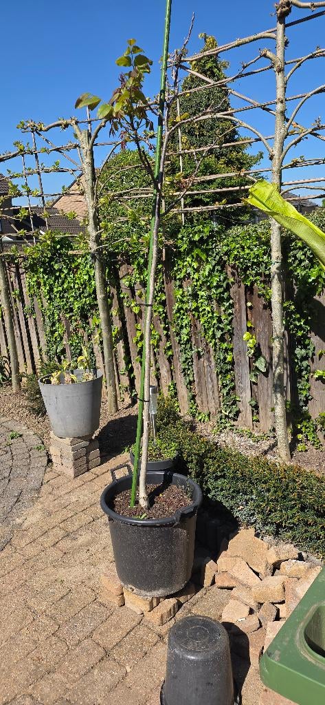 Mooie walnotenboom (Juglans regia) – ruim 2,30 meter hoog, Tuin en Terras, Planten | Bomen, Bloeit niet, Overige soorten, Ophalen