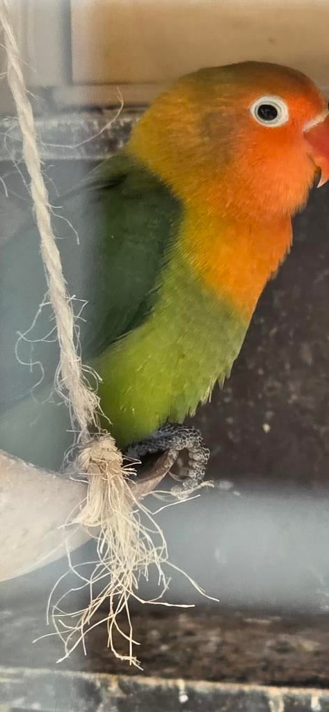 Baby agapornis fischerie donker groen wildkleur, Geslacht onbekend, Dwergpapegaai of Agapornis, Tam