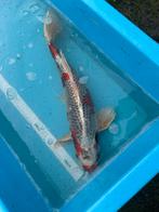 11 japanse koi karpers te koop, Karper of Koi