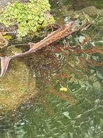 Te koop vijvervissen, Karper of Koi