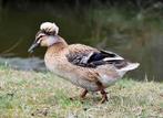 Oudhollandse kuifeend gezocht, Vrouwelijk, Kip
