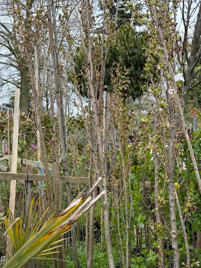 Hoe ksn dit japanse sierkers zuil vorm vol in knop hoog 275, Tuin en Terras, 250 tot 400 cm, Zomer, Zuilboom, Ophalen